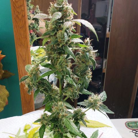 OG COOKIES - 022321 growlog photo: Trim & Egusi Tea 