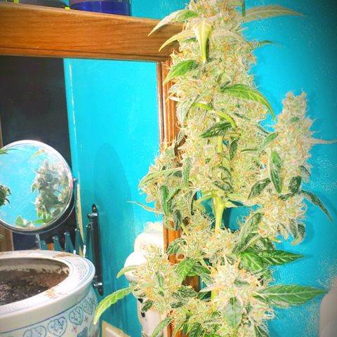 OG COOKIES - 022321 growlog photo: Fattening up, getting dense, and frosty.