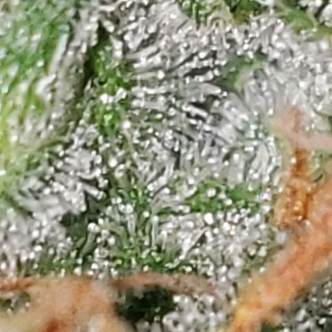 OG COOKIES - 022321 growlog photo: Lemongrass Hemp oil to see if actually improves flavor and oil production. 