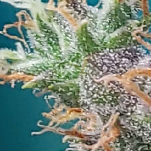 OG COOKIES - 022321 growlog photo: Lemongrass Hemp oil to see if actually improves flavor and oil production. 