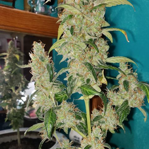 OG COOKIES - 022321 growlog timeline photo