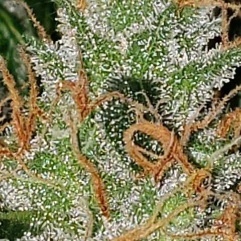 OG COOKIES - 022321 growlog timeline photo