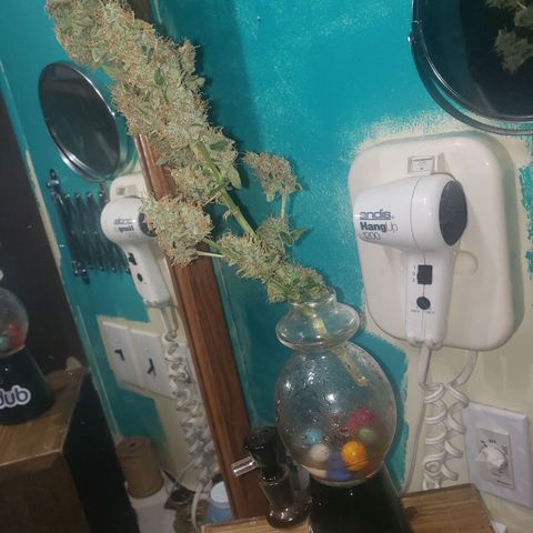 OG COOKIES - 022321 growlog photo: Grew it short to see if there was any noticable differences in bud structure and taste. So far, nugs appear denser. I'll know in a week or so if it improves the flavor. Weighing it once I clip the buds from the branch.
