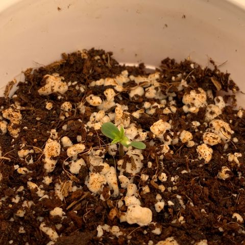 Girl Scout Cookies #1 growlog timeline photo