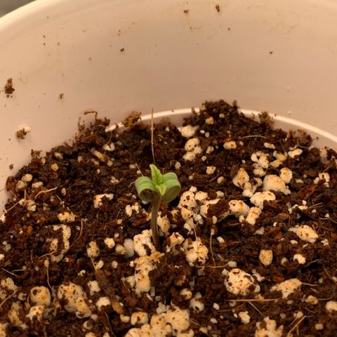 Girl Scout Cookies #3 growlog timeline photo