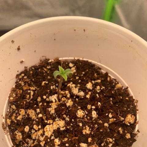 Girl Scout Cookies #3 growlog timeline photo