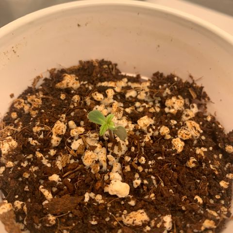 Girl Scout Cookies #1 growlog timeline photo