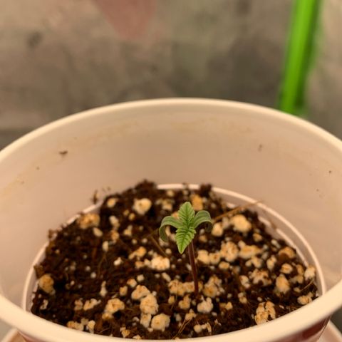 Girl Scout Cookies #3 growlog timeline photo