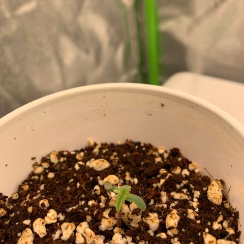 Girl Scout Cookies #1 growlog timeline photo