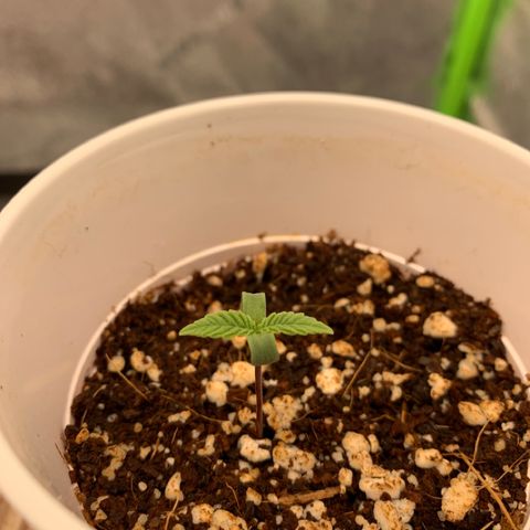 Girl Scout Cookies #3 growlog timeline photo