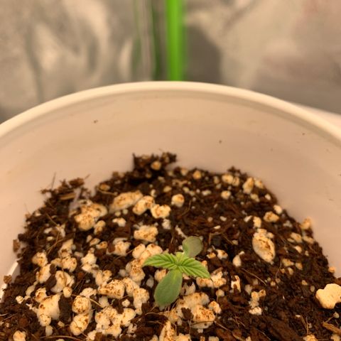 Girl Scout Cookies #1 growlog timeline photo