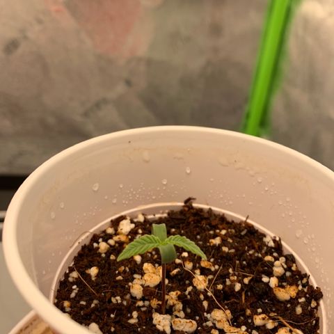 Girl Scout Cookies #3 growlog timeline photo