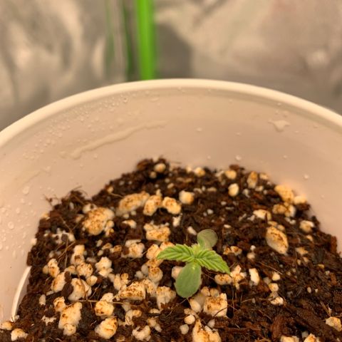 Girl Scout Cookies #1 growlog timeline photo