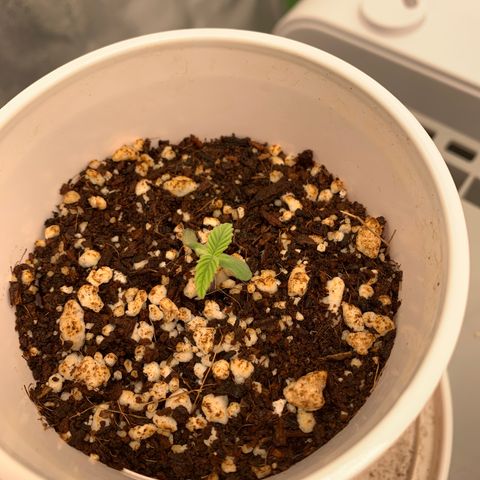 Girl Scout Cookies #1 growlog timeline photo