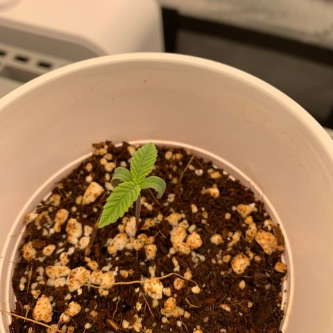 Girl Scout Cookies #3 growlog timeline photo