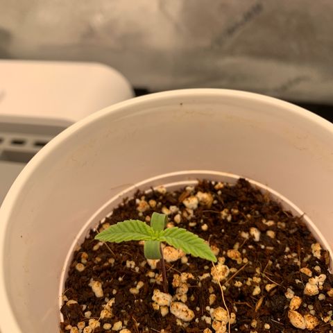 Girl Scout Cookies #3 growlog timeline photo
