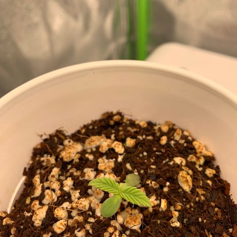 Girl Scout Cookies #1 growlog timeline photo