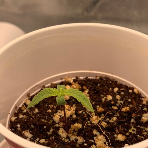Girl Scout Cookies #3 growlog timeline photo