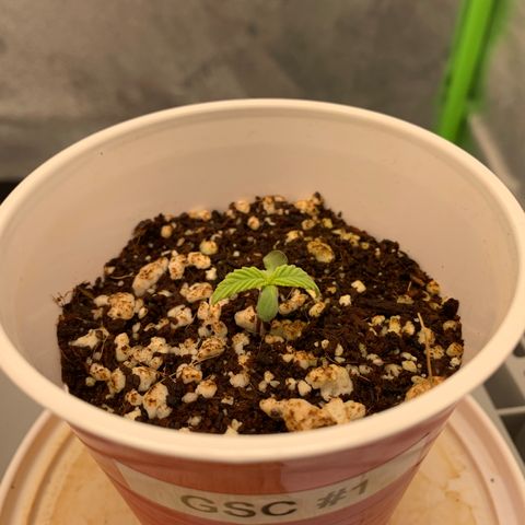 Girl Scout Cookies #1 growlog timeline photo