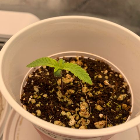 Girl Scout Cookies #3 growlog timeline photo