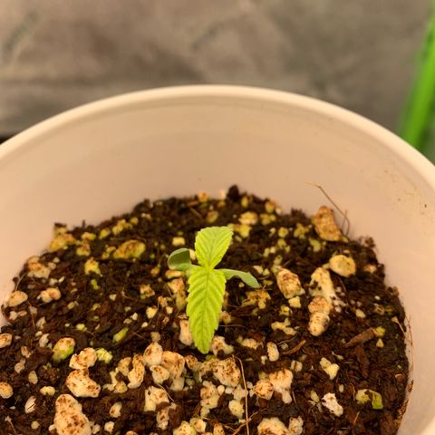 Girl Scout Cookies #1 growlog timeline photo