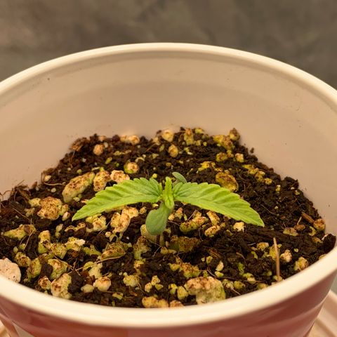 Girl Scout Cookies #1 growlog timeline photo