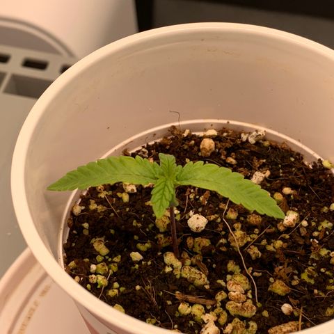 Girl Scout Cookies #3 growlog timeline photo