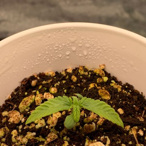 Girl Scout Cookies #1 growlog timeline photo