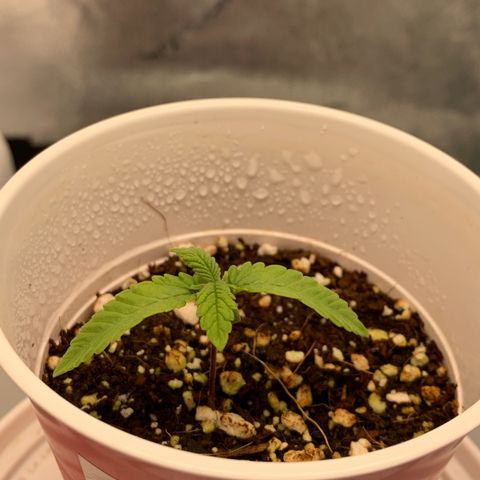 Girl Scout Cookies #3 growlog timeline photo