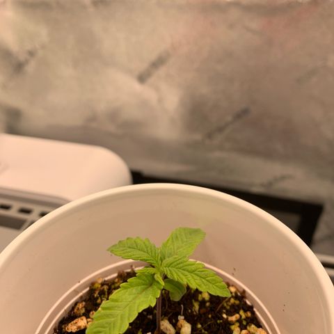 Girl Scout Cookies #3 growlog timeline photo