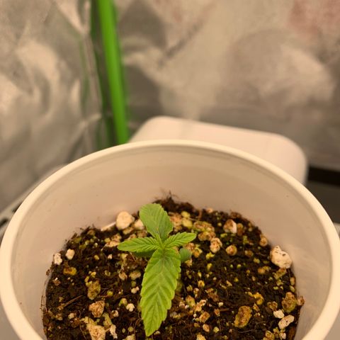 Girl Scout Cookies #1 growlog timeline photo
