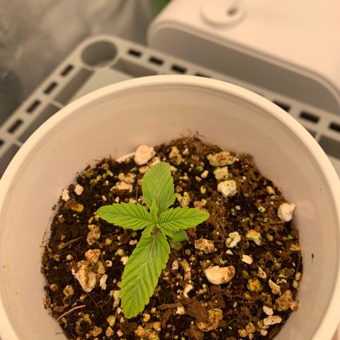 Girl Scout Cookies #1 growlog timeline photo