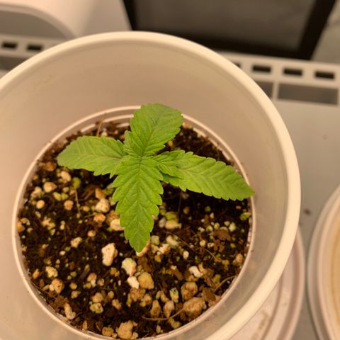Girl Scout Cookies #3 growlog timeline photo
