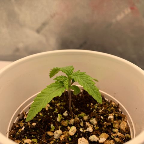 Girl Scout Cookies #3 growlog timeline photo