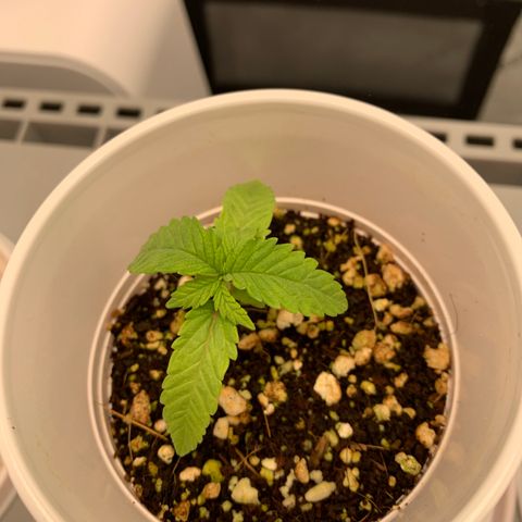 Girl Scout Cookies #3 growlog timeline photo