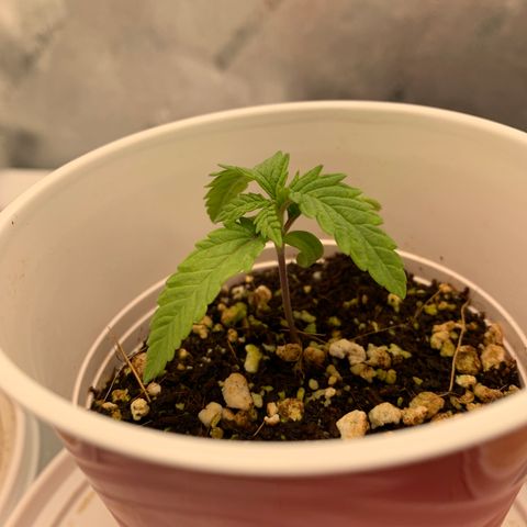 Girl Scout Cookies #3 growlog timeline photo