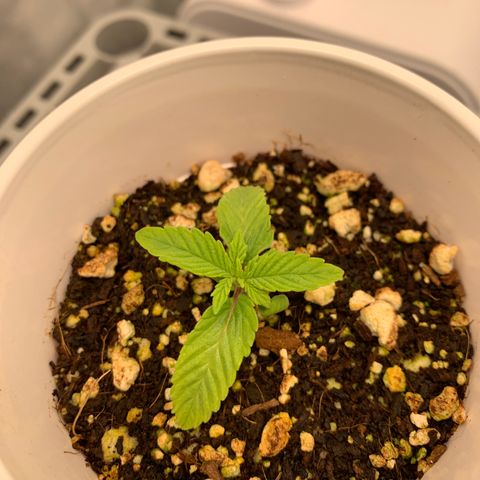 Girl Scout Cookies #1 growlog timeline photo