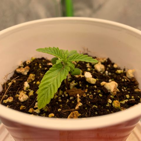Girl Scout Cookies #1 growlog timeline photo