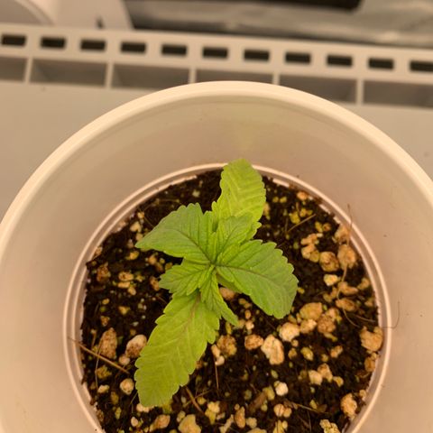 Girl Scout Cookies #3 growlog timeline photo