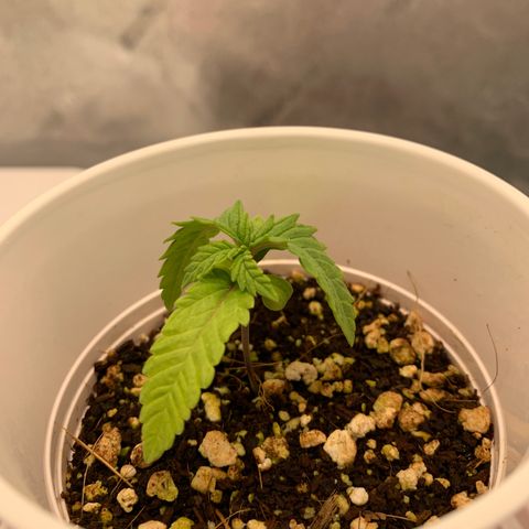 Girl Scout Cookies #3 growlog timeline photo