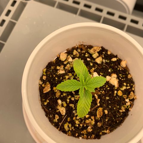 Girl Scout Cookies #1 growlog timeline photo