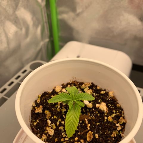 Girl Scout Cookies #1 growlog timeline photo