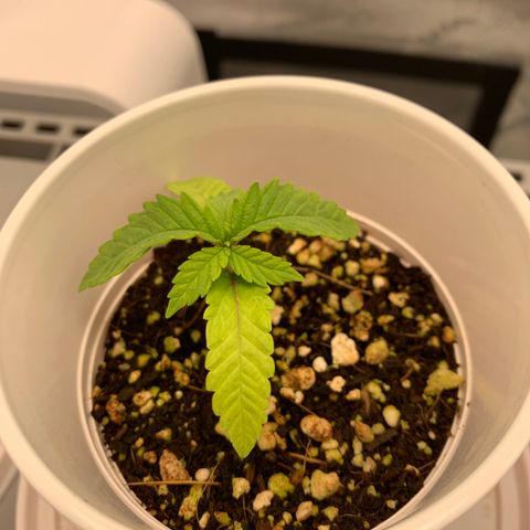 Girl Scout Cookies #3 growlog timeline photo