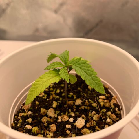Girl Scout Cookies #3 growlog timeline photo