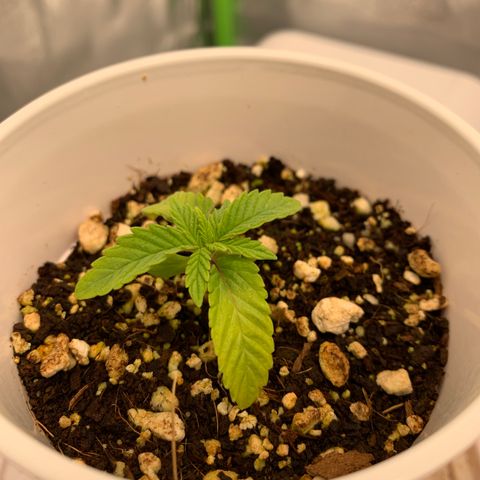 Girl Scout Cookies #1 growlog timeline photo