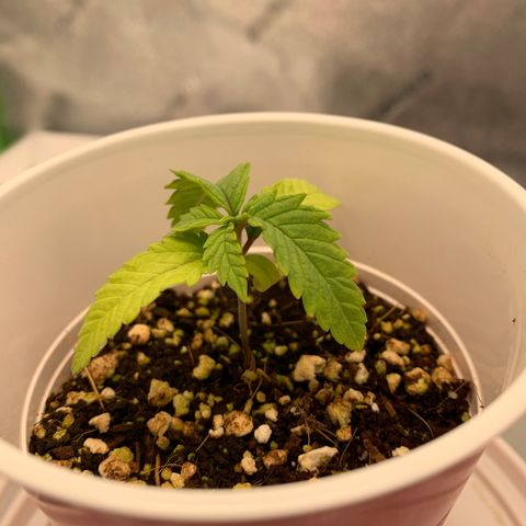 Girl Scout Cookies #3 growlog timeline photo