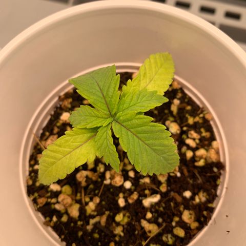 Girl Scout Cookies #3 growlog timeline photo