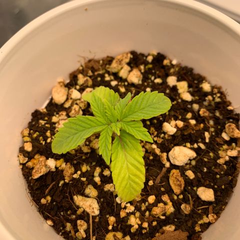 Girl Scout Cookies #1 growlog timeline photo