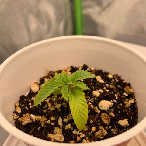Girl Scout Cookies #1 growlog timeline photo