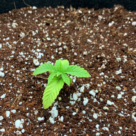 Girl Scout Cookies #1 growlog timeline photo